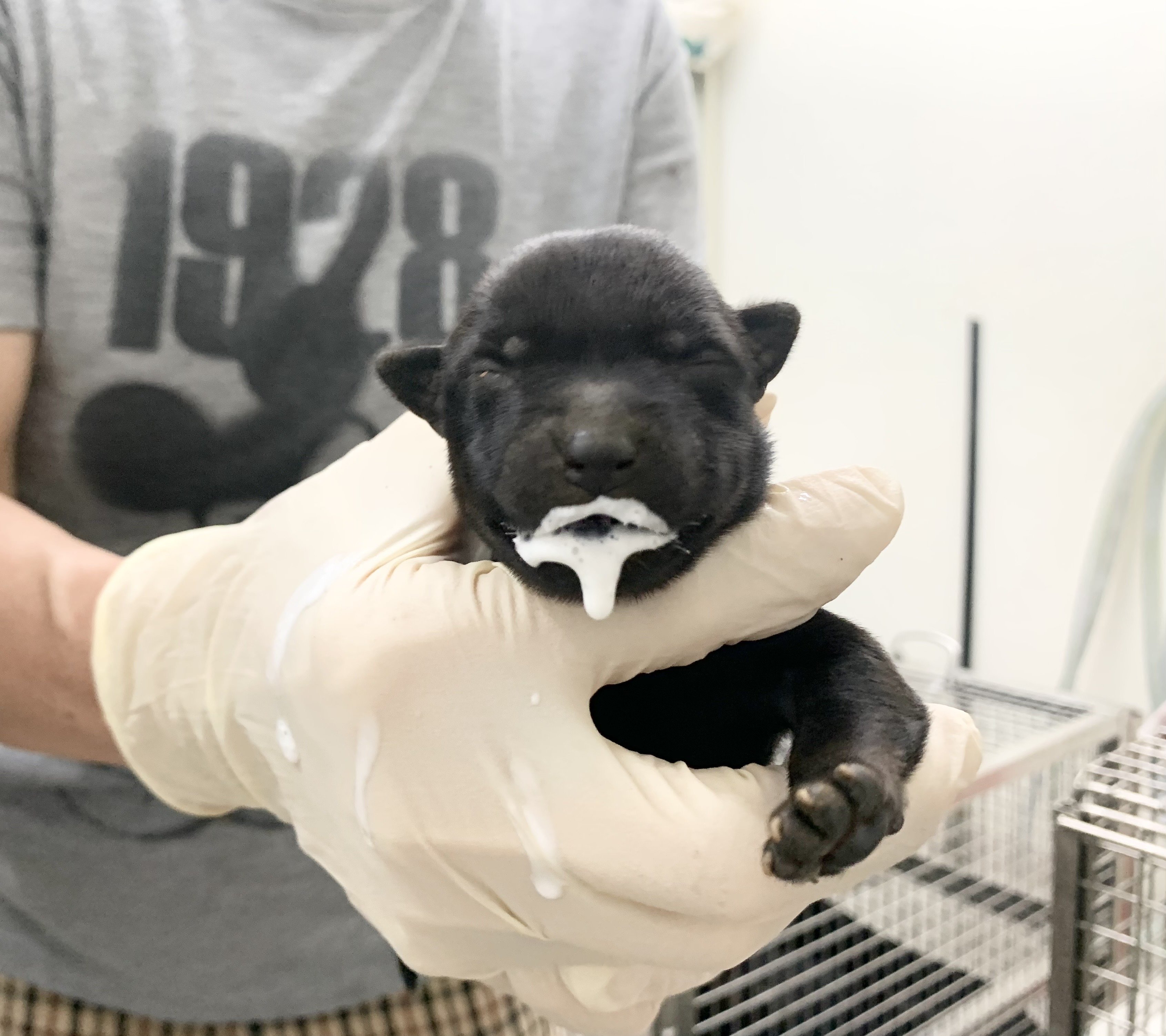 混種犬