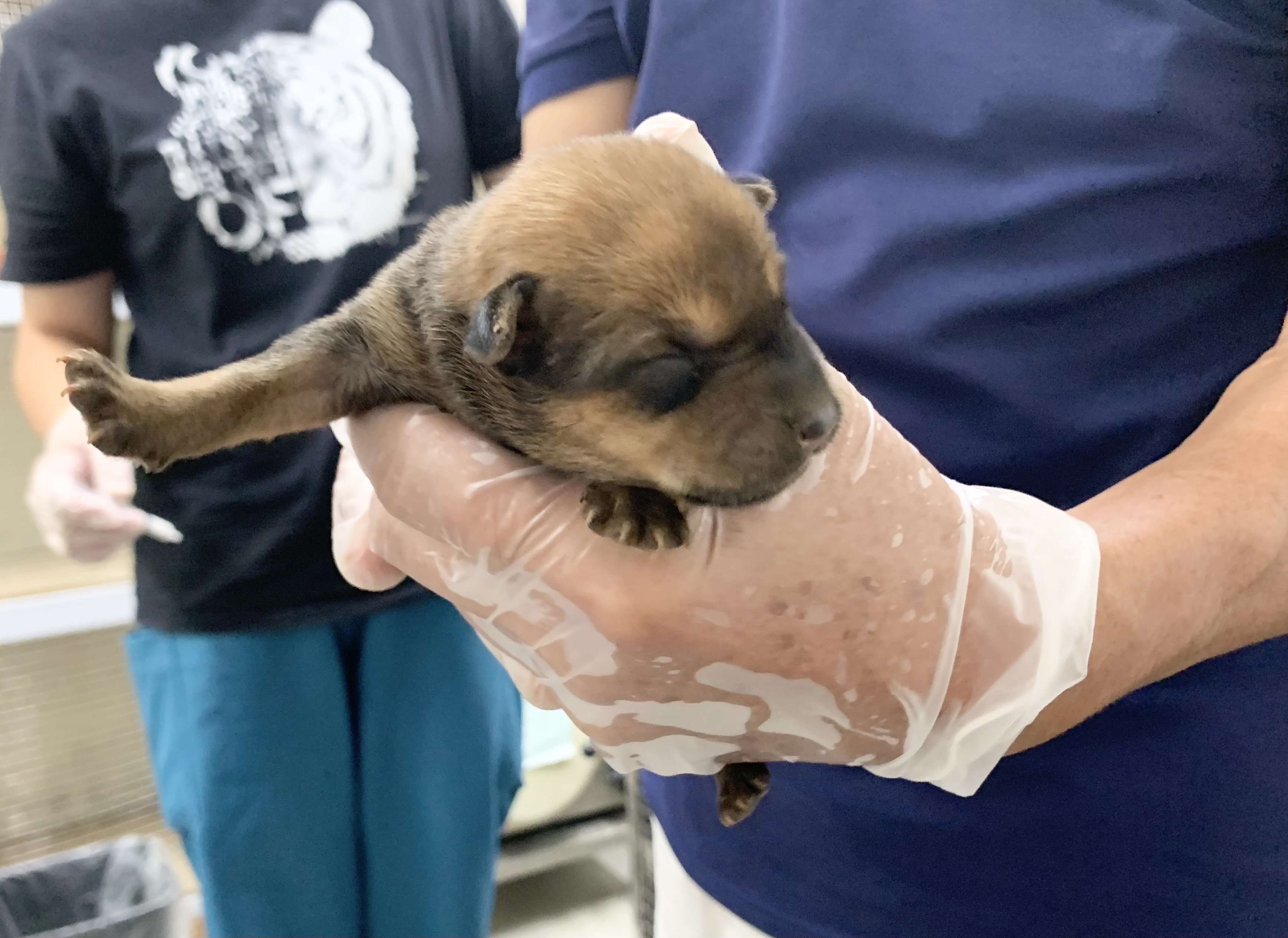 混種犬