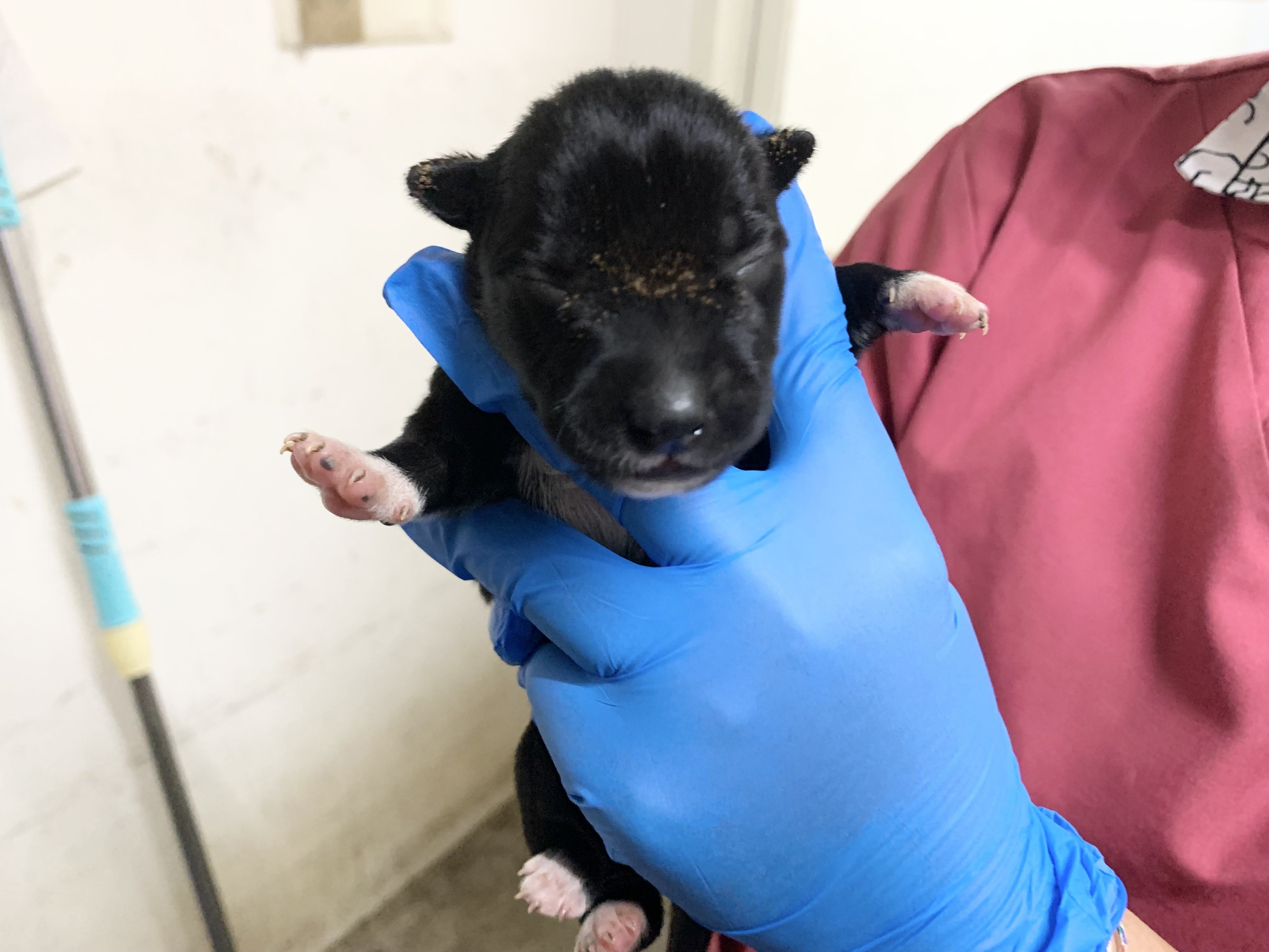 混種犬