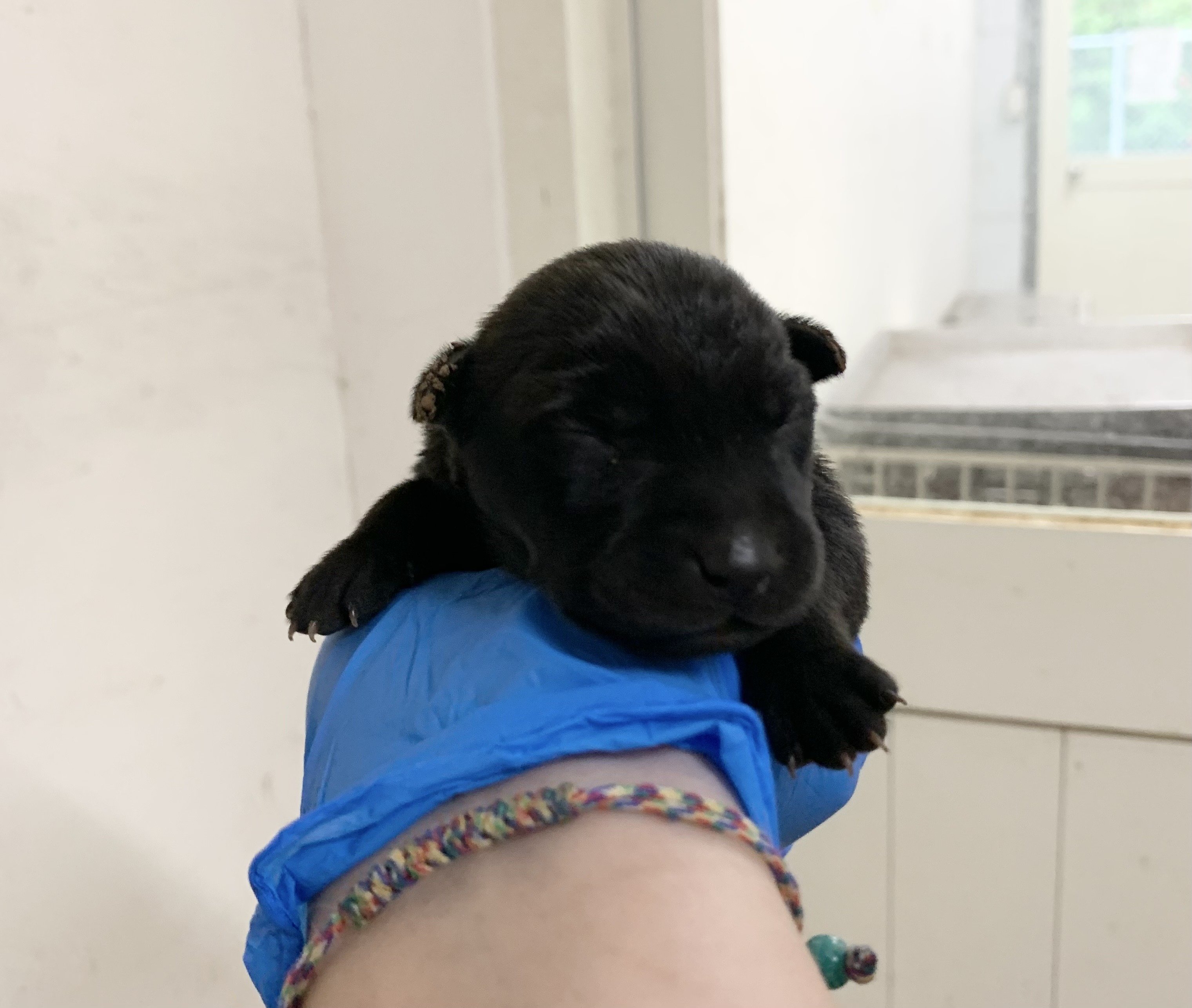 混種犬