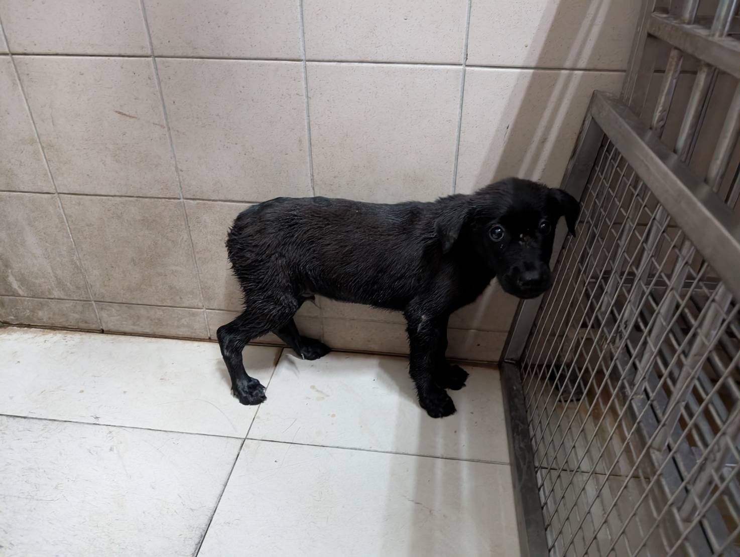 混種犬
