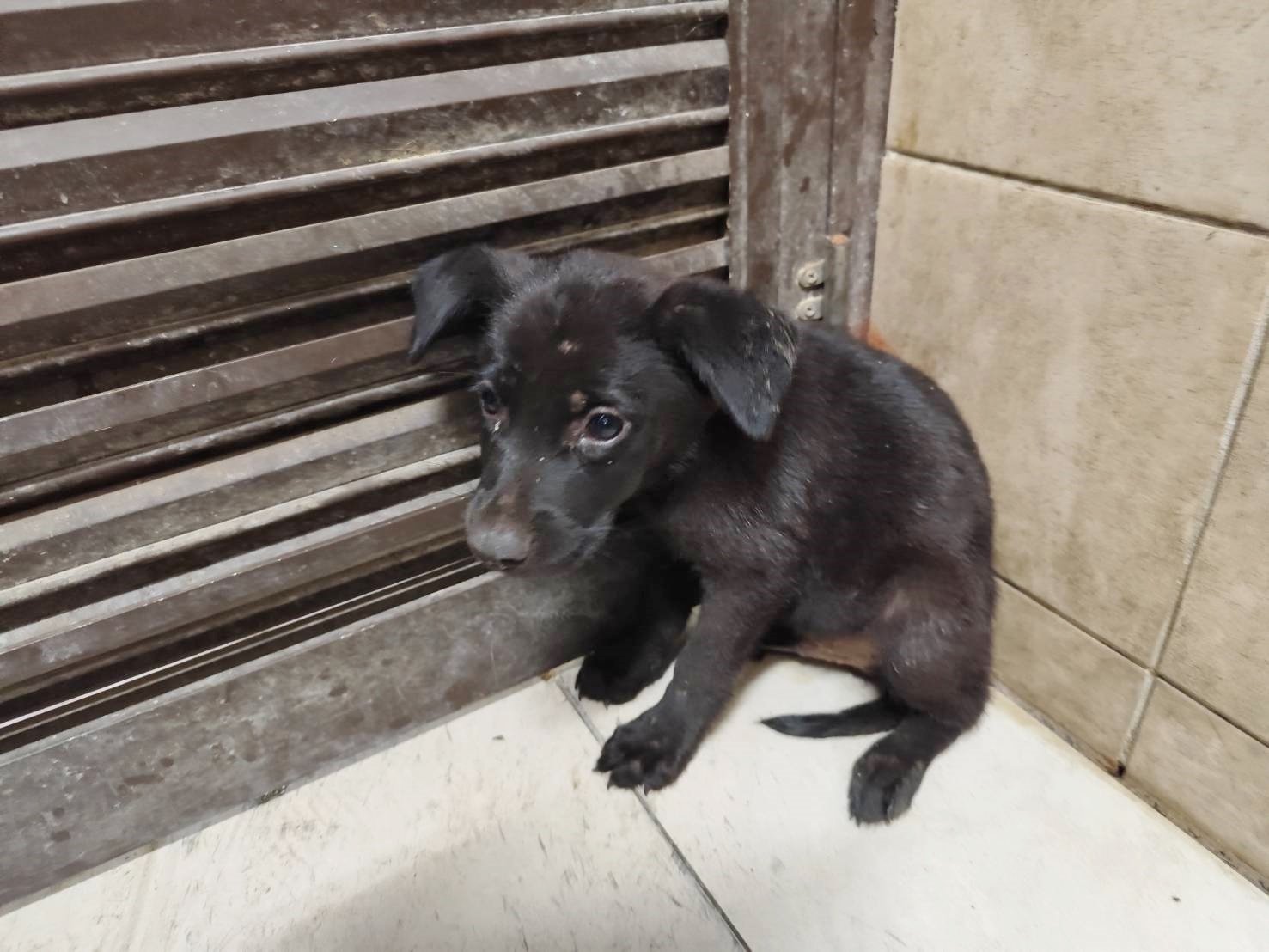 混種犬