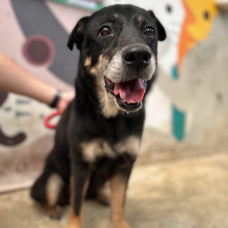 混種犬
