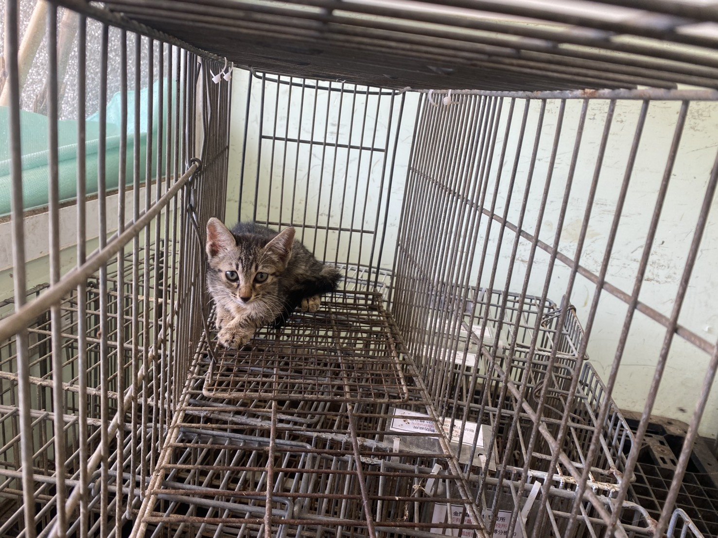 混種貓