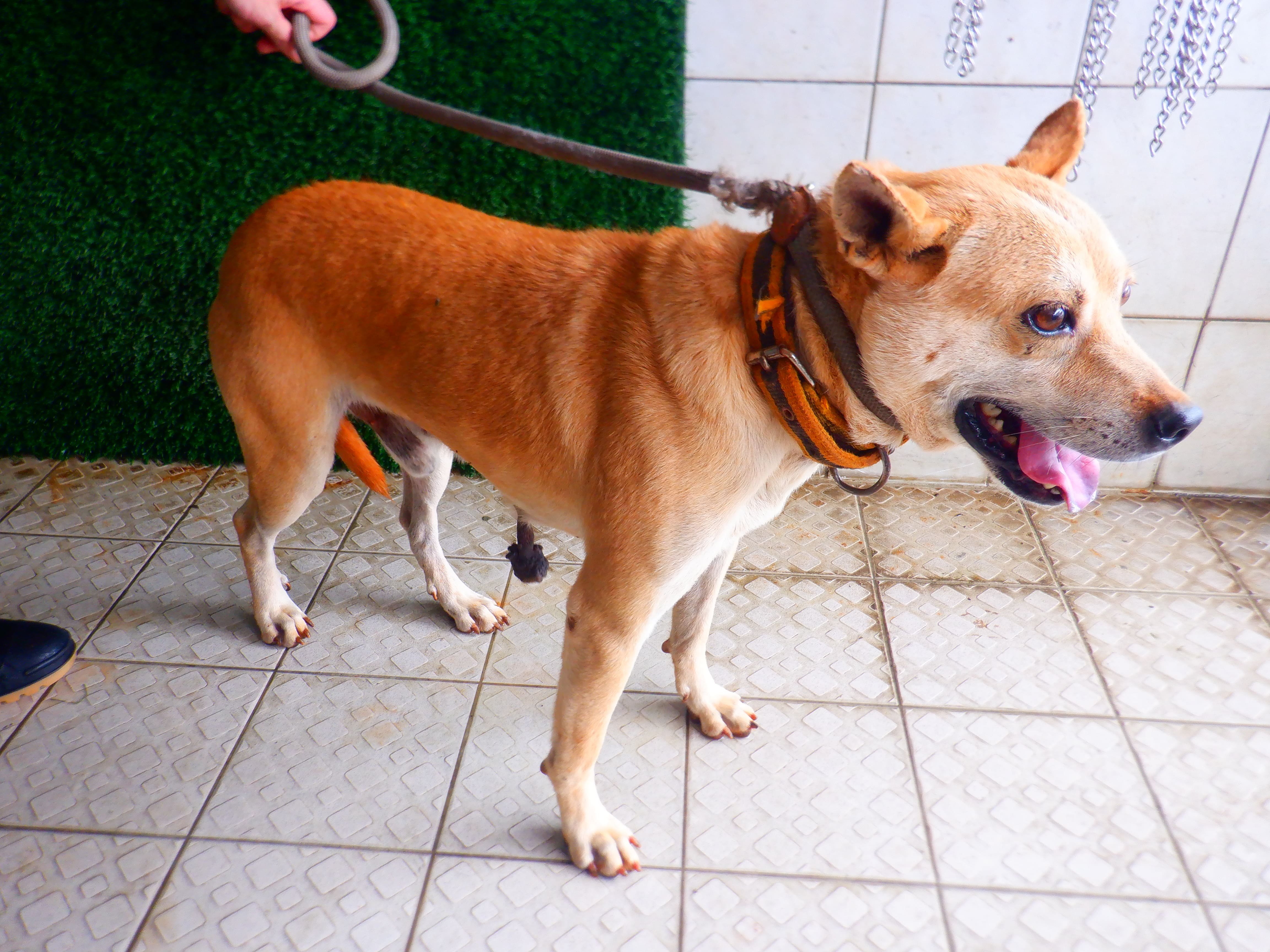 混種犬
