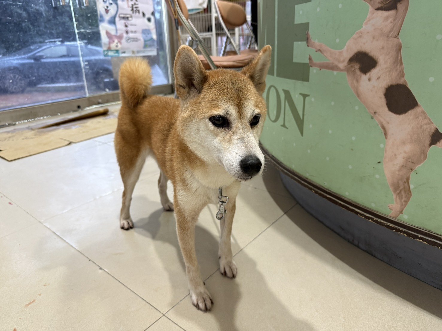 柴犬