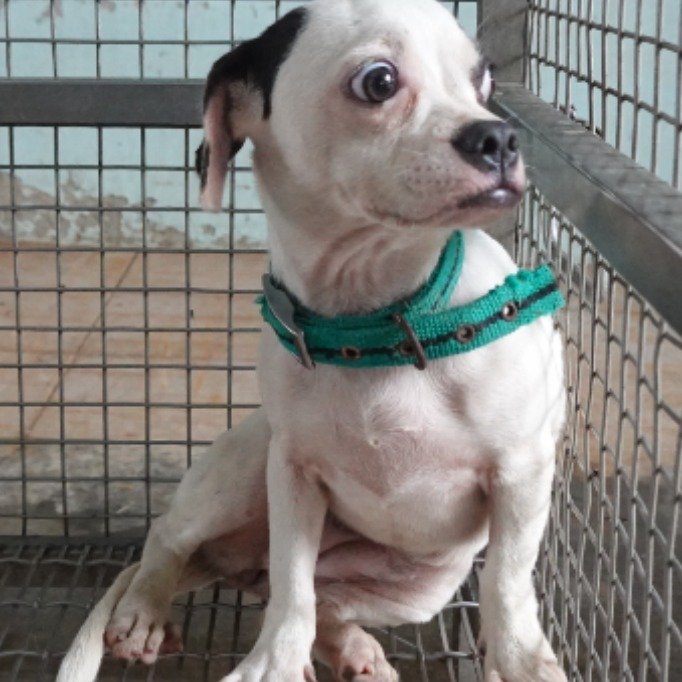 混種犬