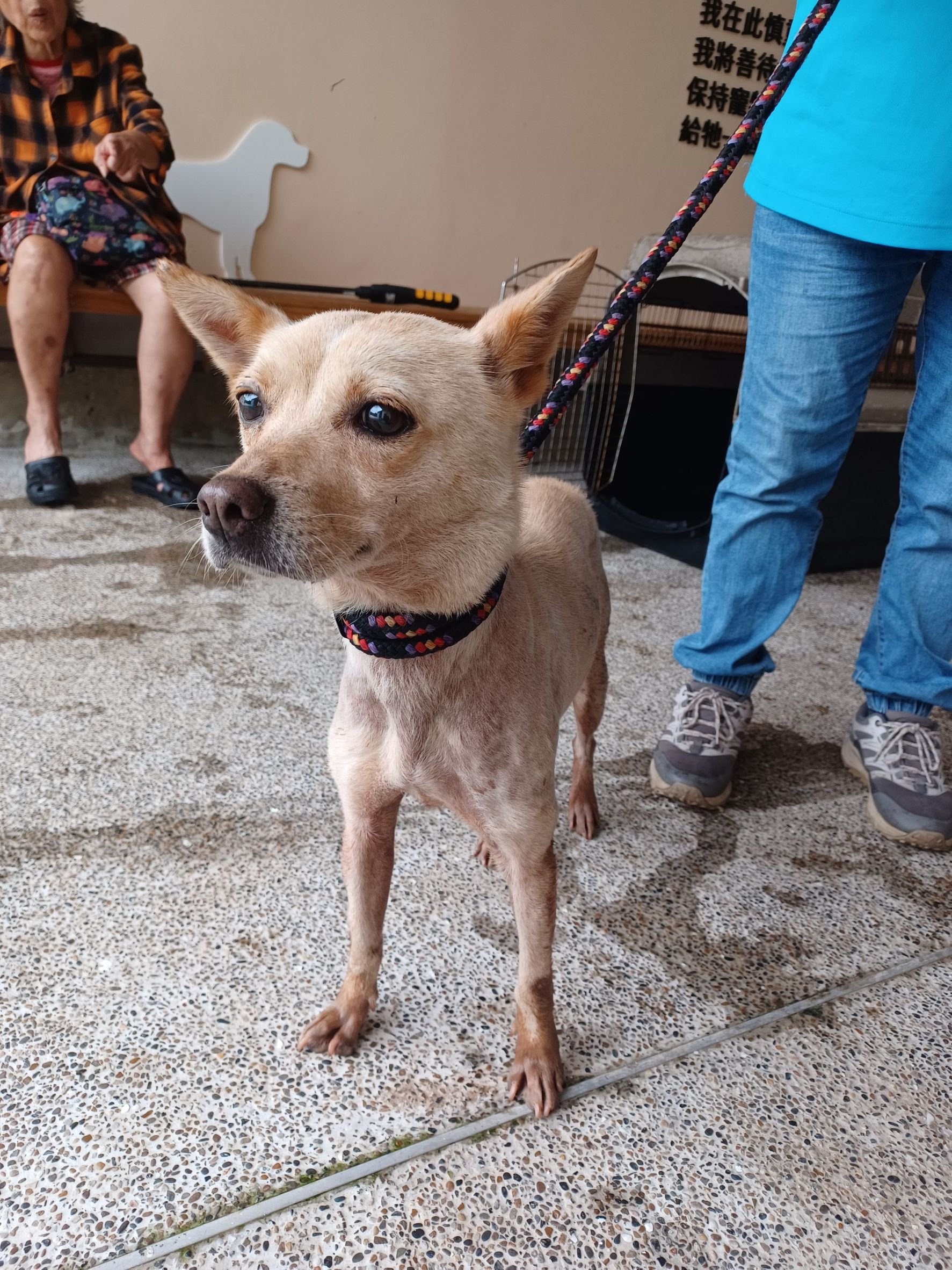 混種犬