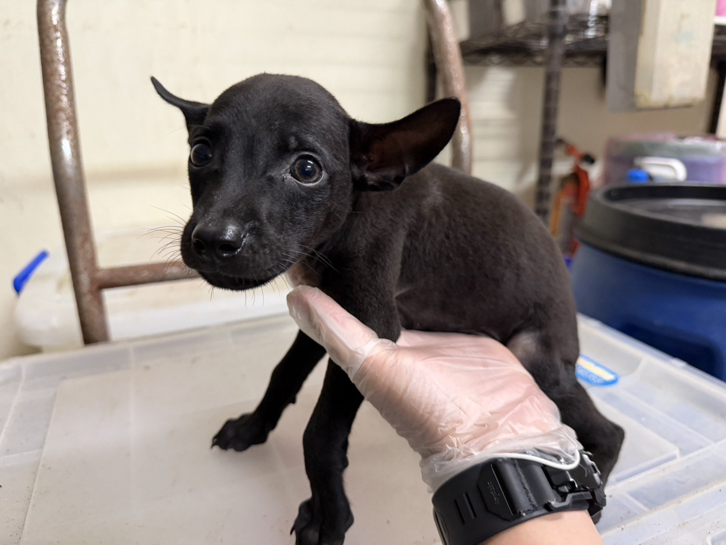 混種犬