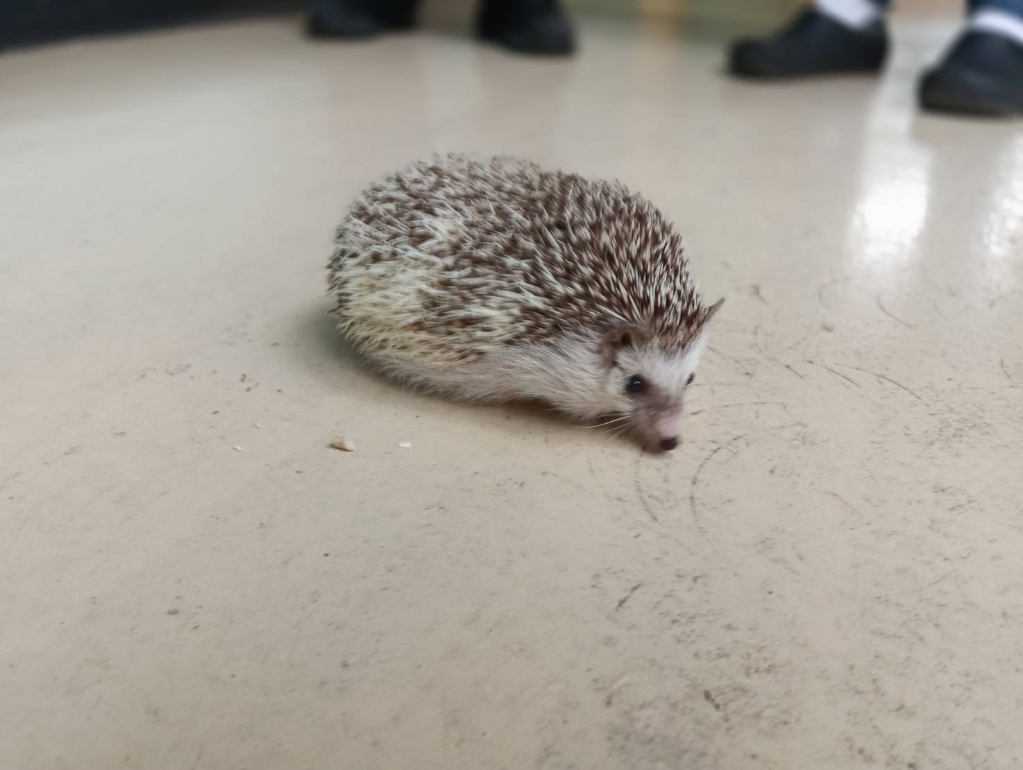刺蝟