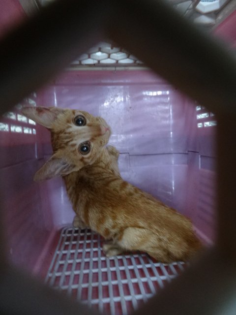 混種貓