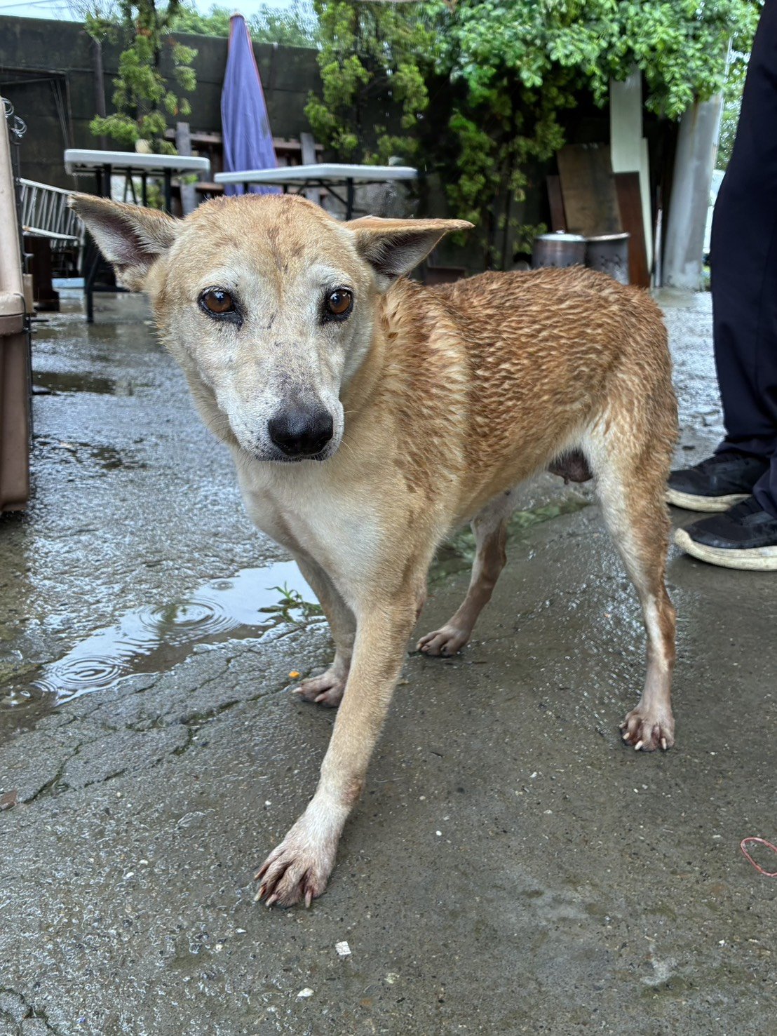 混種犬