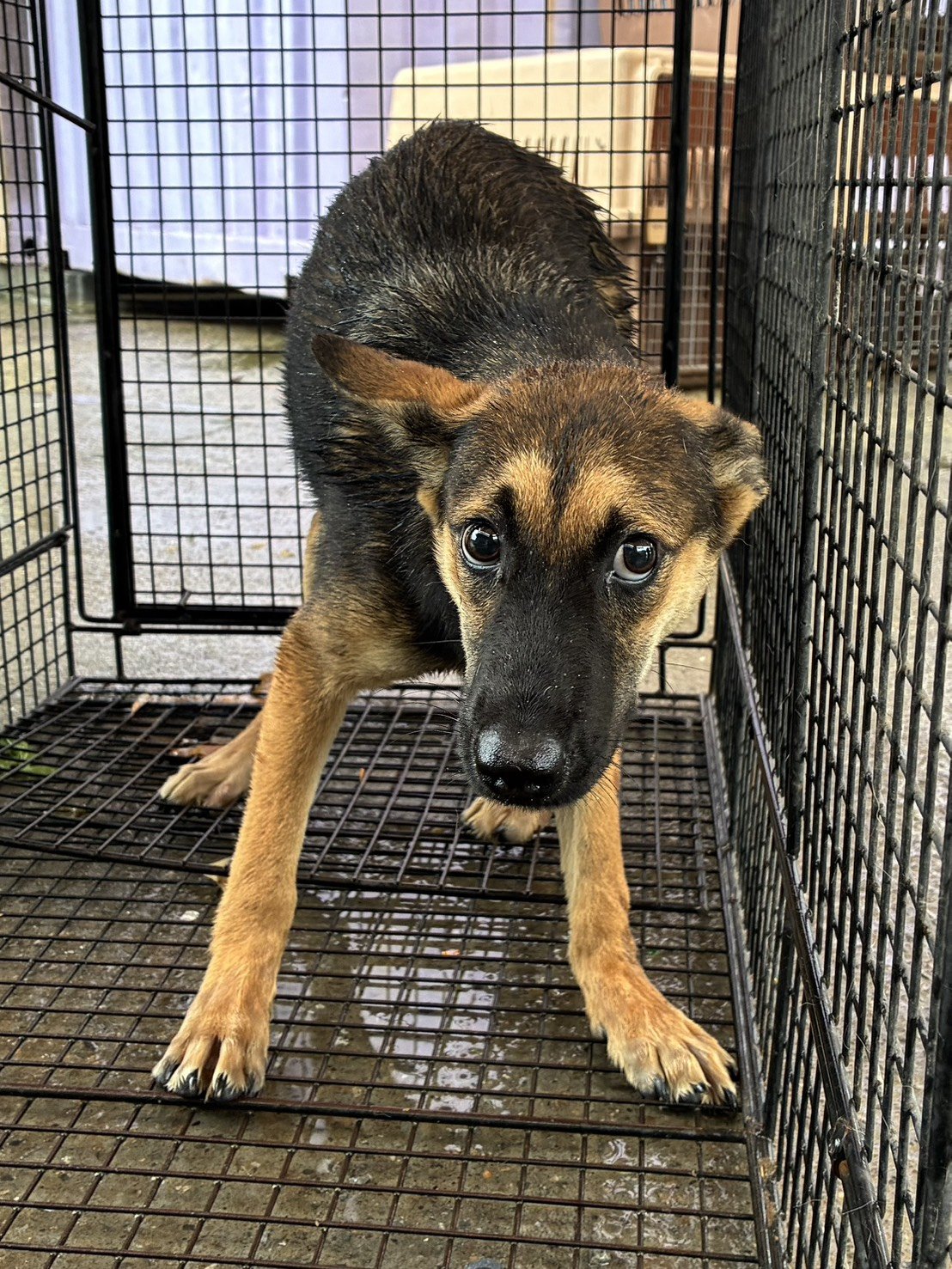 混種犬