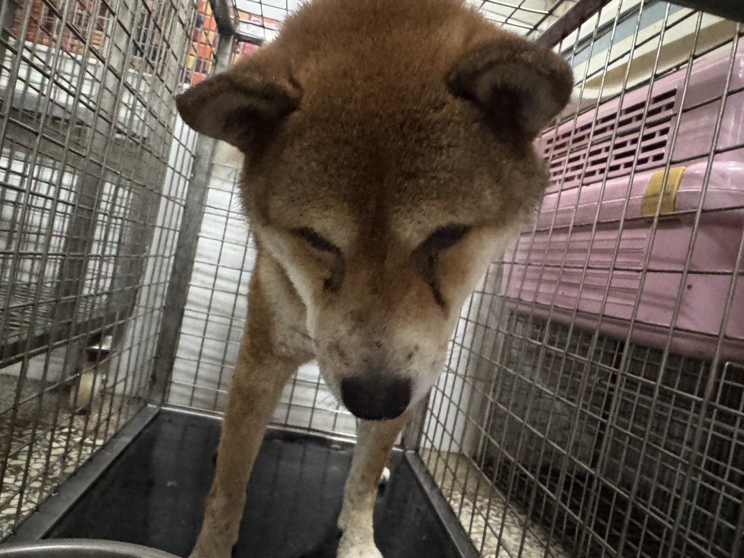 柴犬