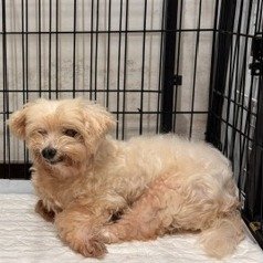瑪爾濟斯犬