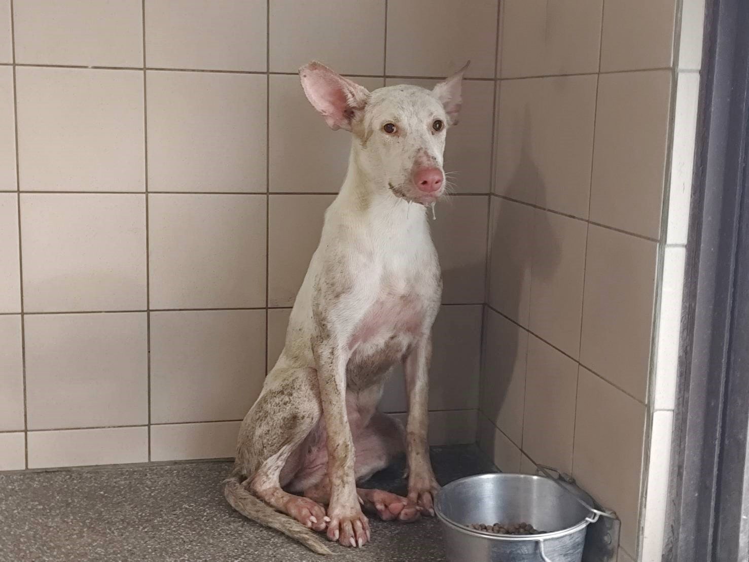 混種犬
