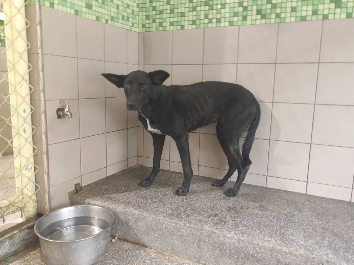 混種犬