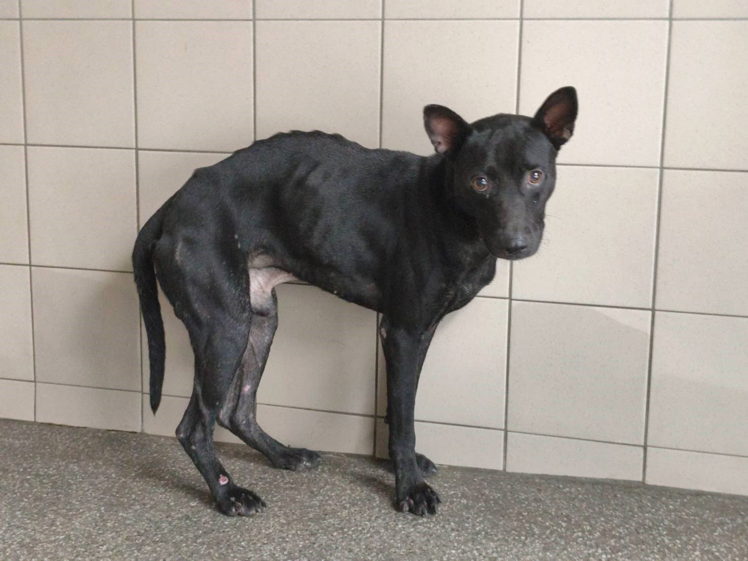 混種犬