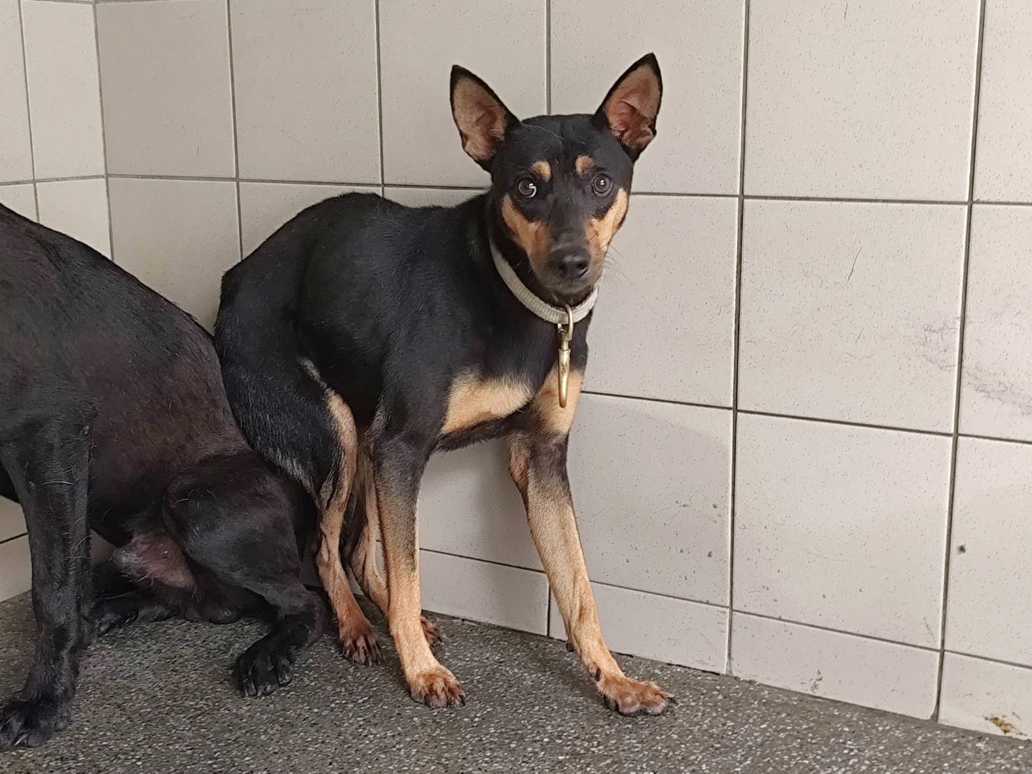 混種犬