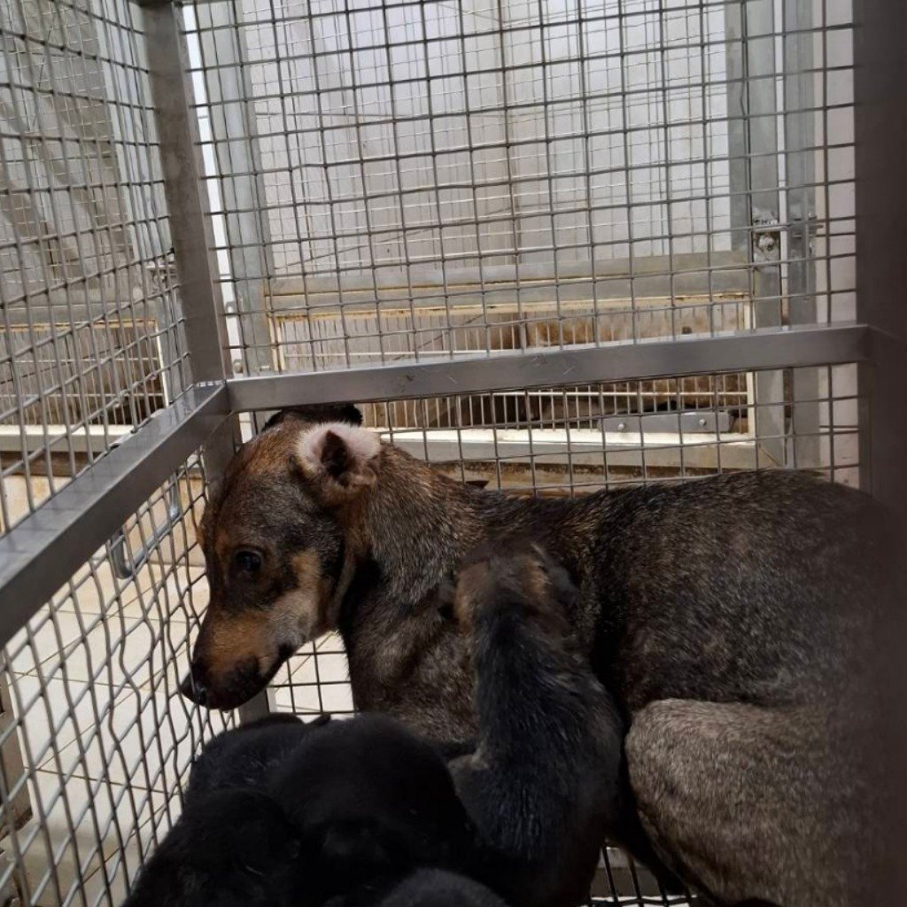 混種犬