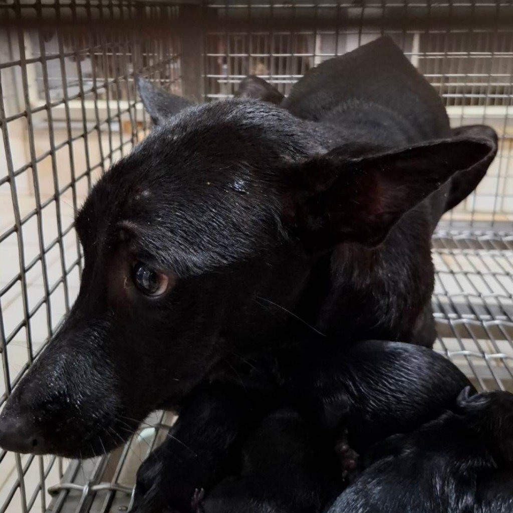 混種犬