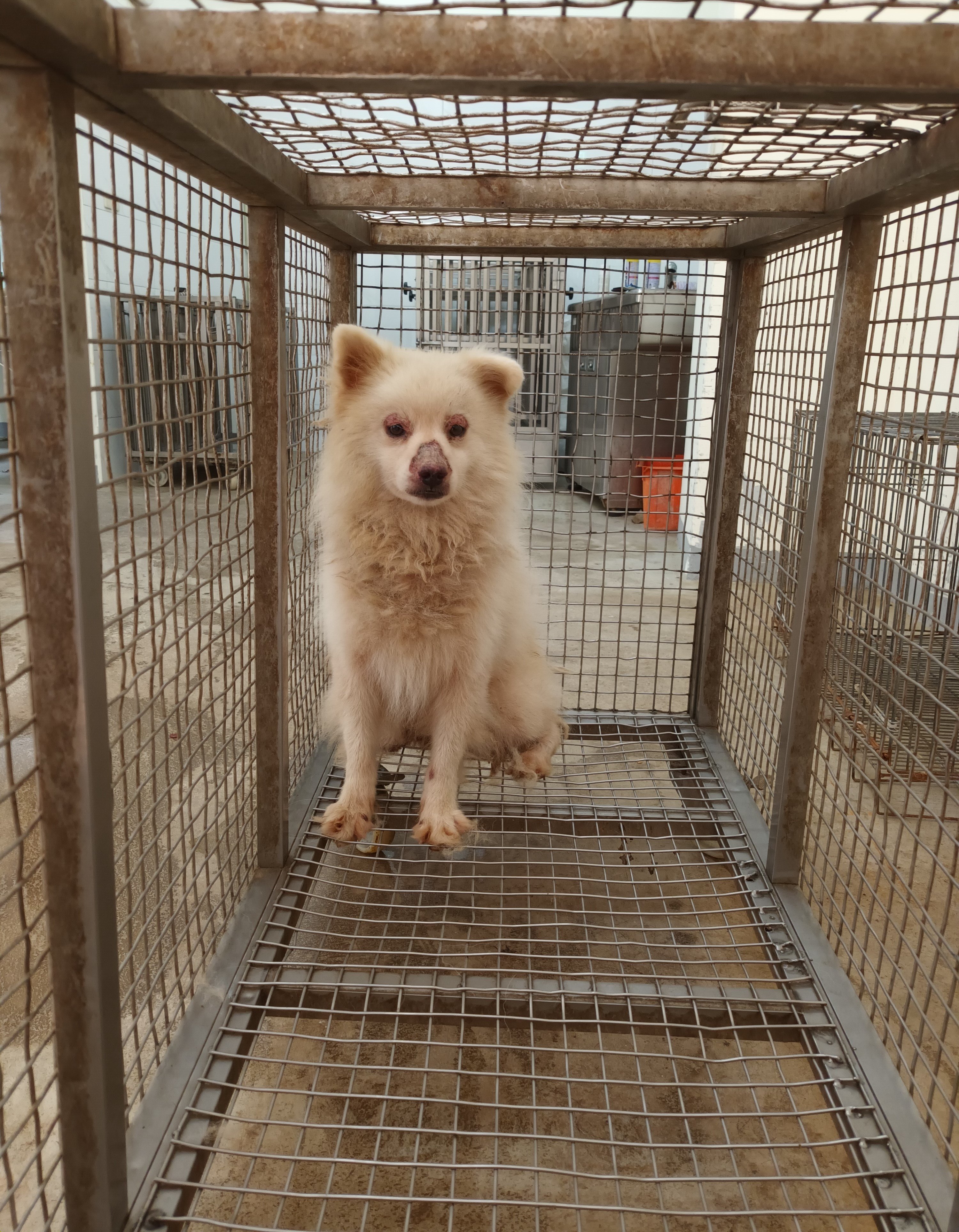 日本狐狸犬