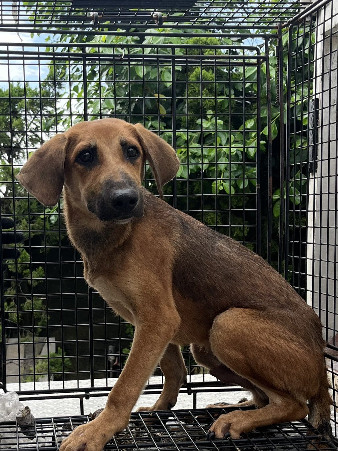 混種犬