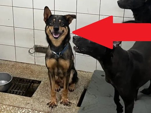 混種犬