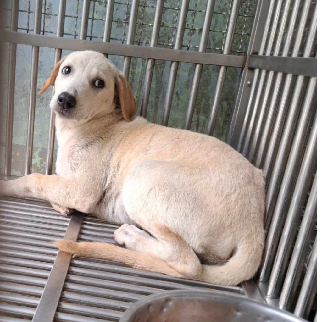 混種犬