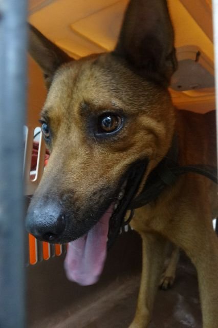 混種犬