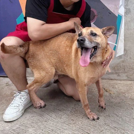 混種犬