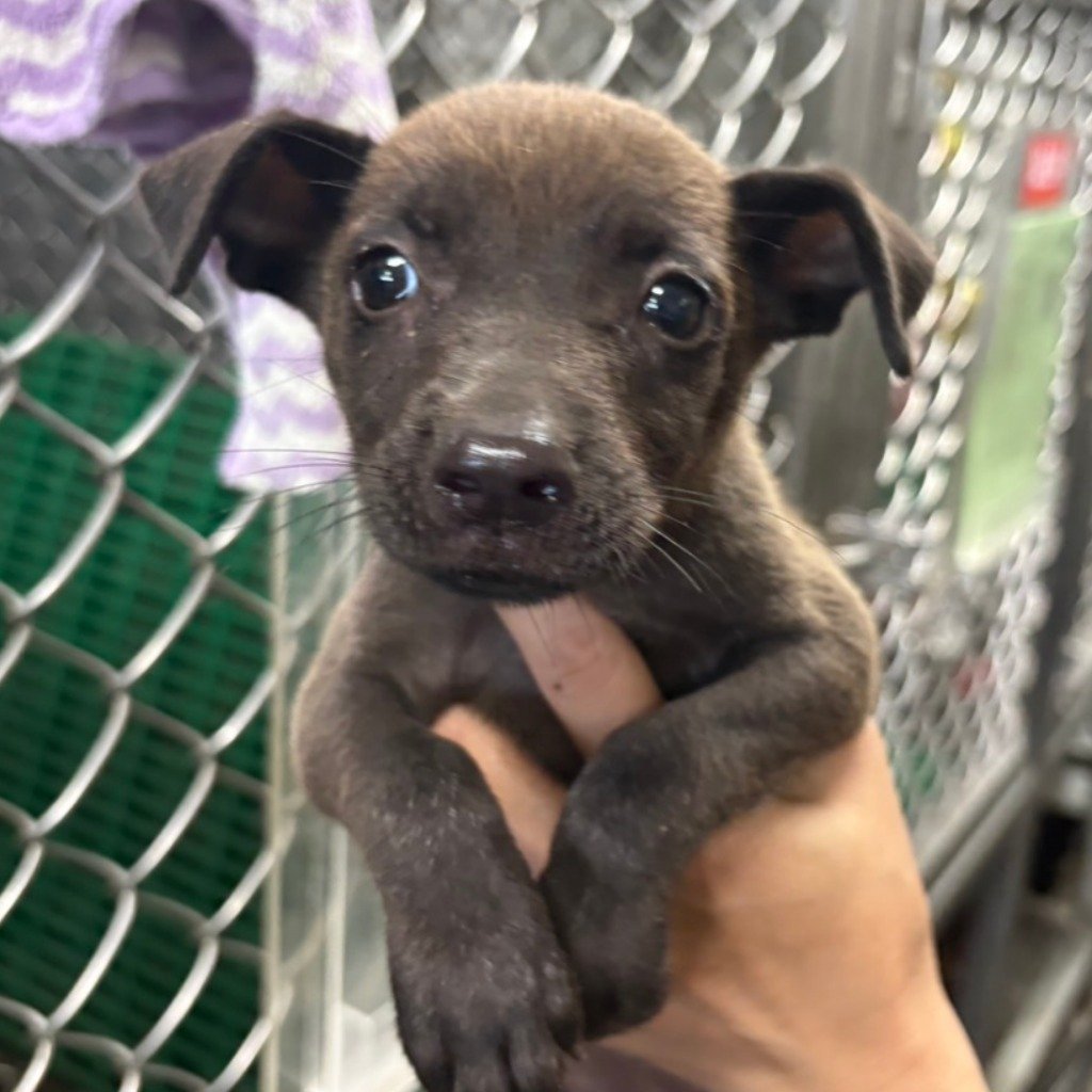 混種犬