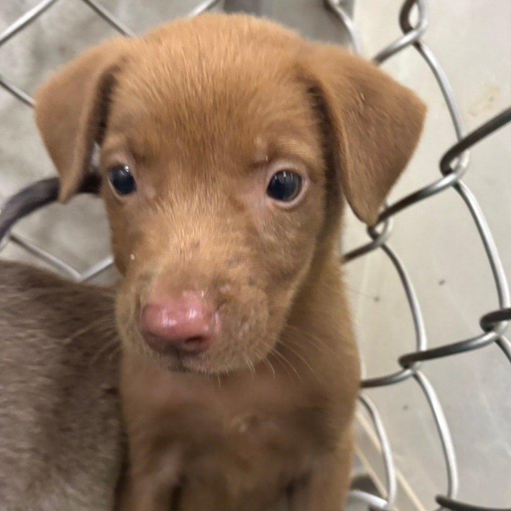 混種犬