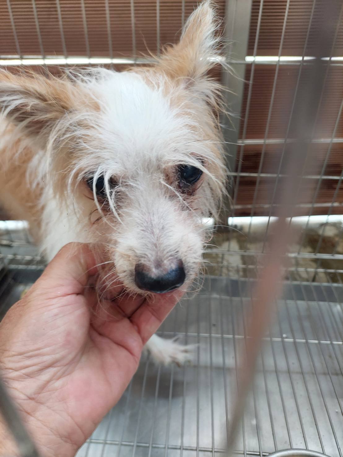 混種犬
