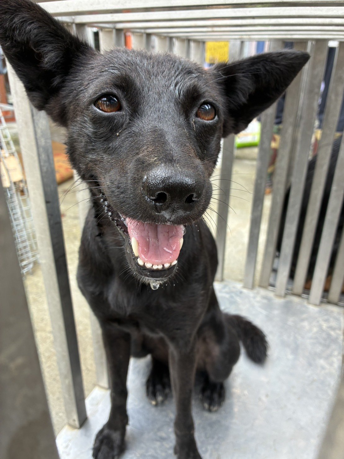 混種犬