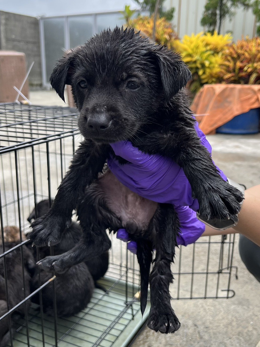 混種犬