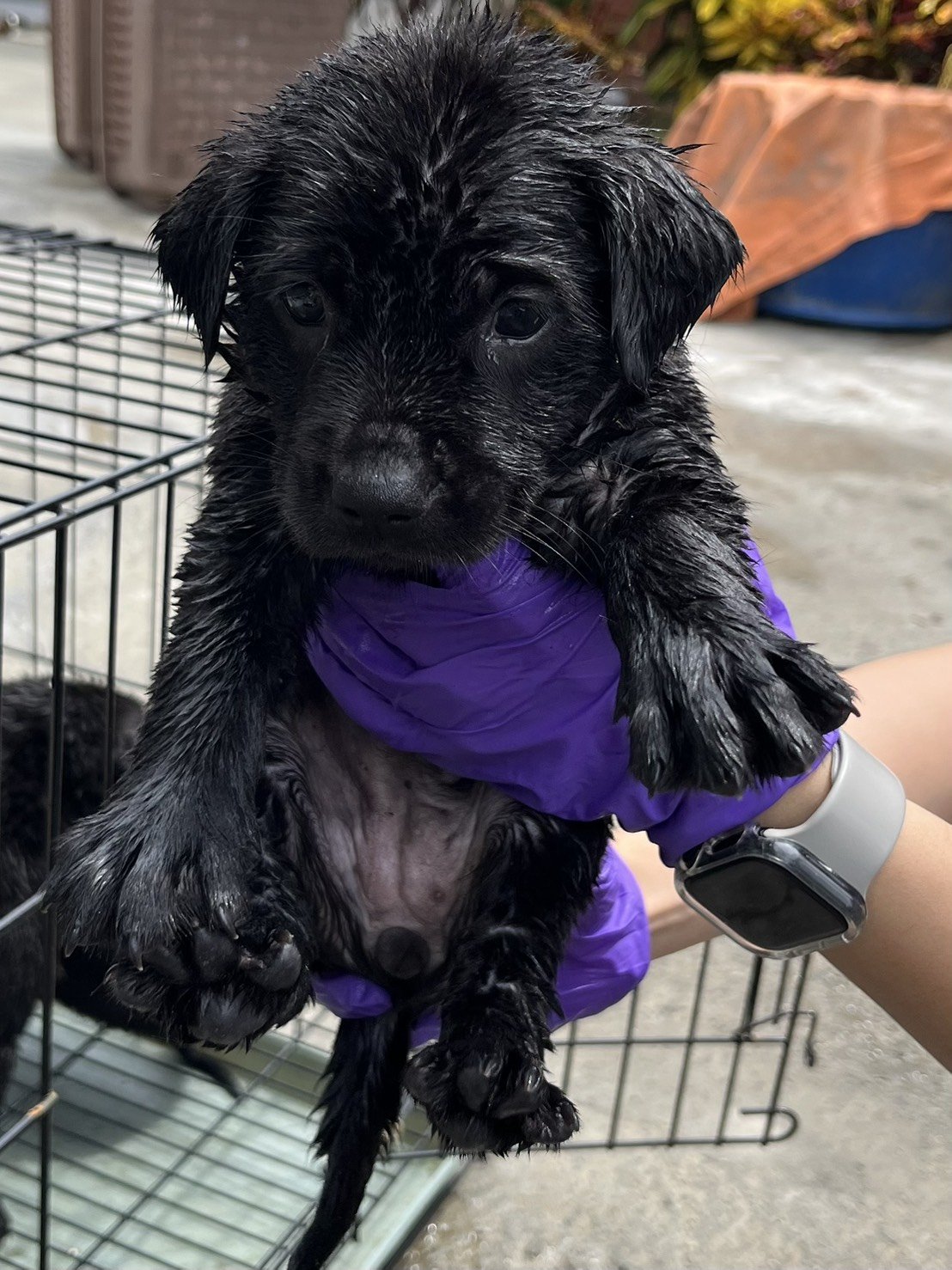 混種犬