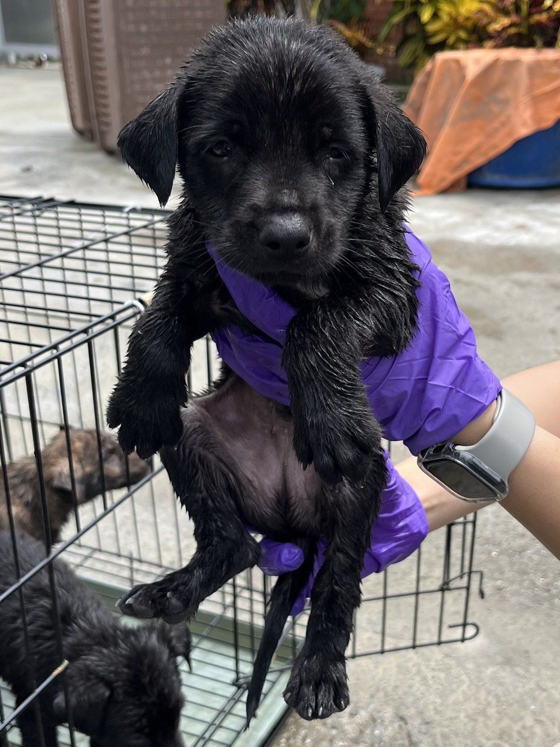 混種犬