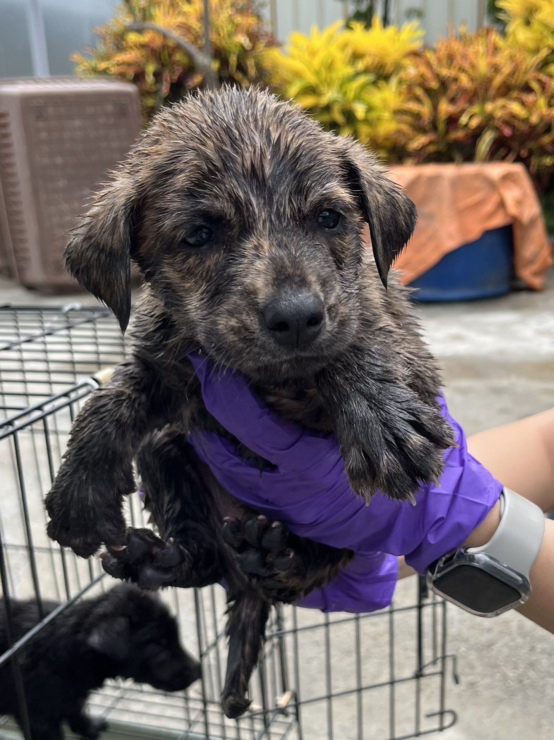 混種犬