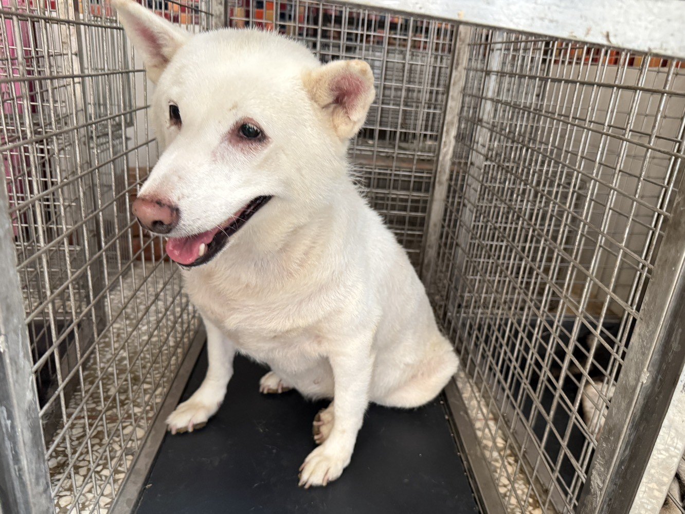 柴犬