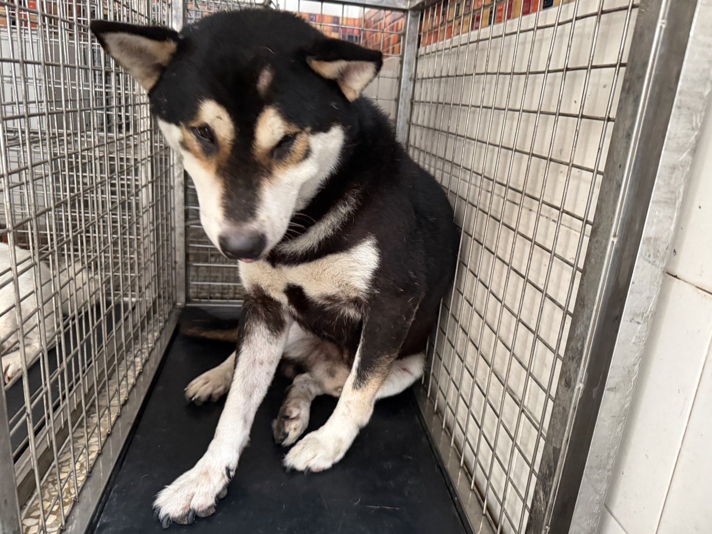 柴犬