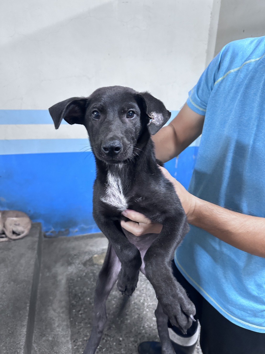 混種犬