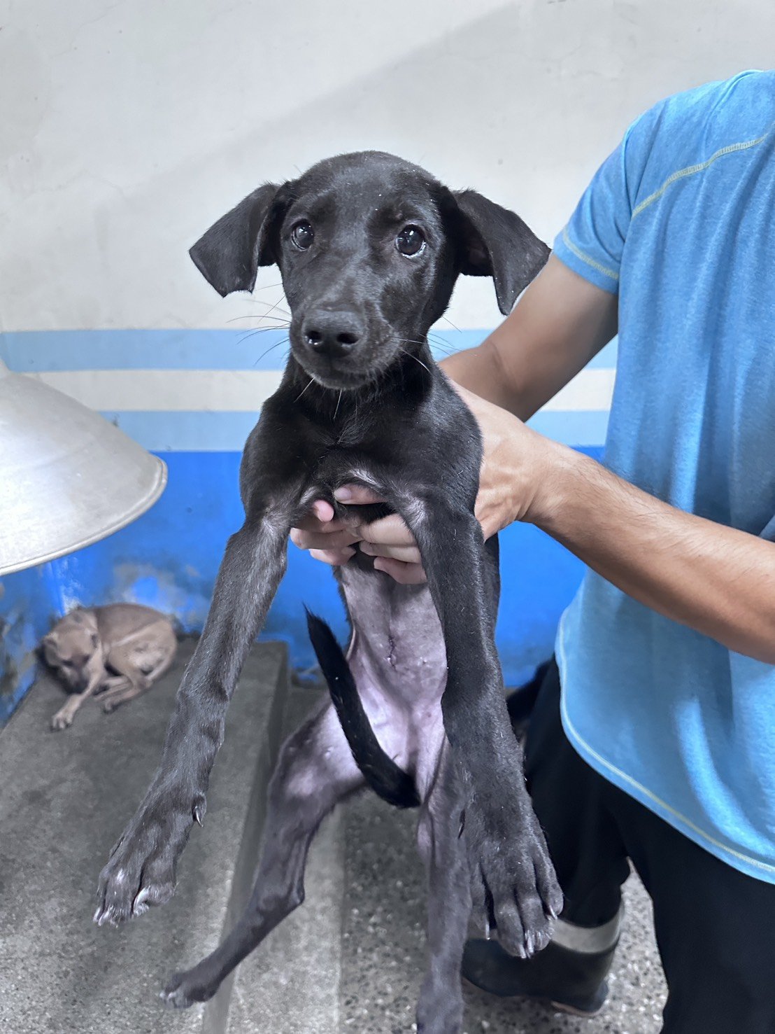 混種犬