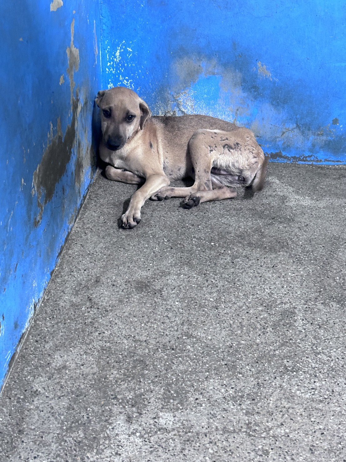 混種犬