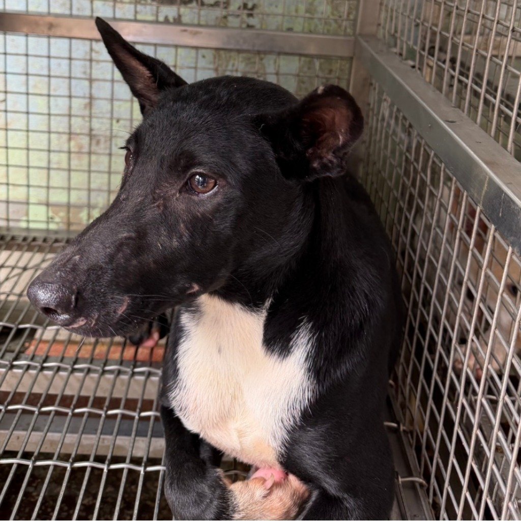 混種犬