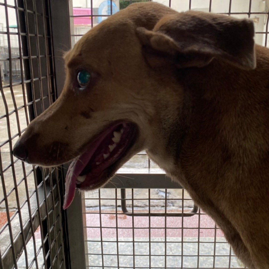 混種犬