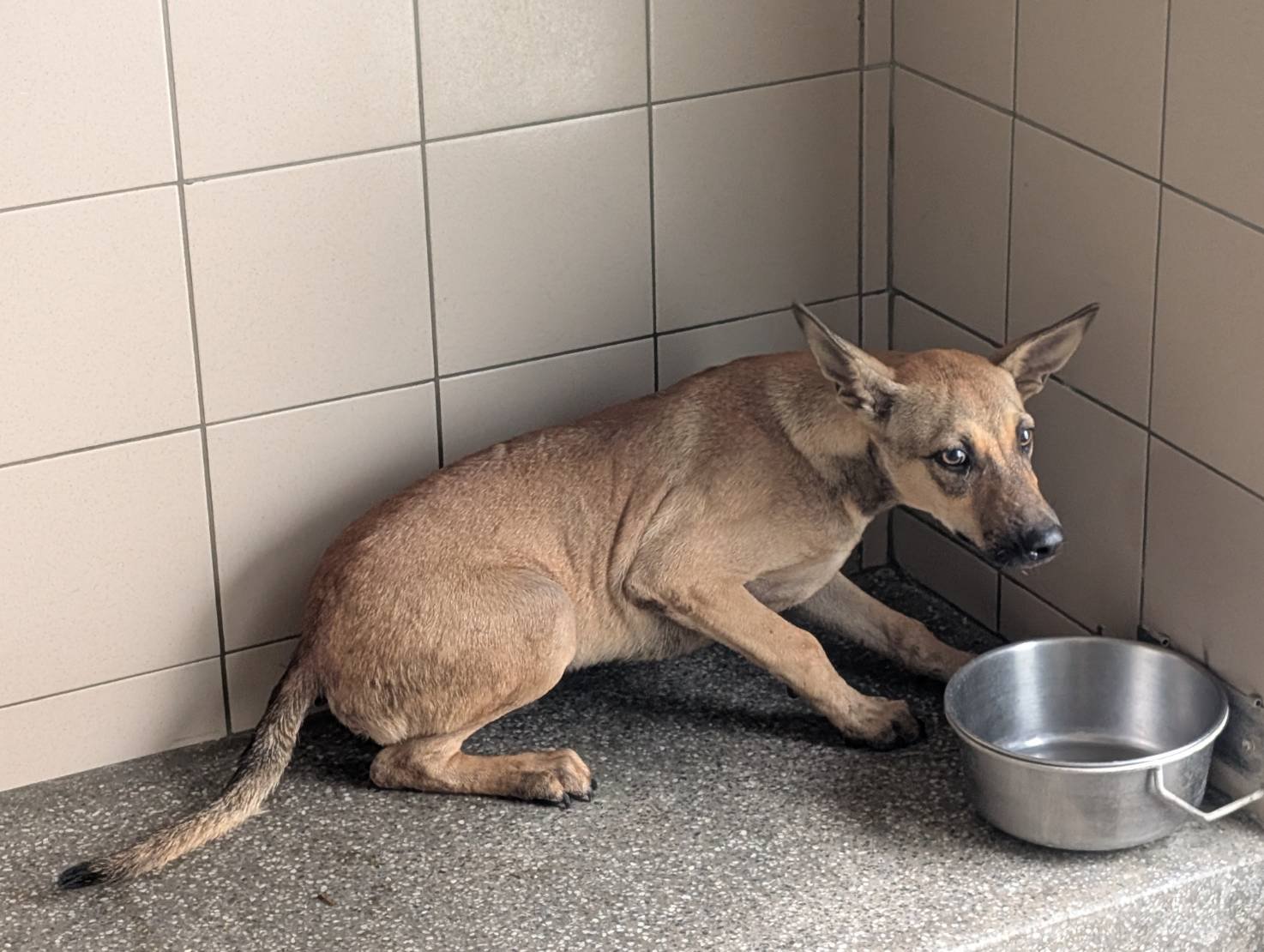 混種犬