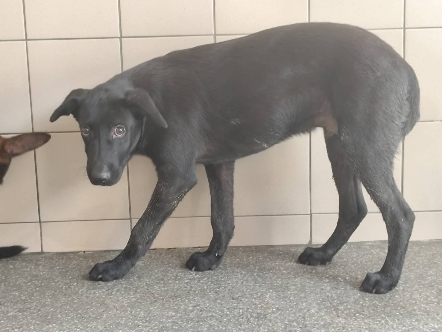 混種犬
