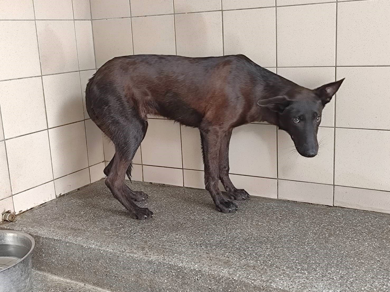 混種犬
