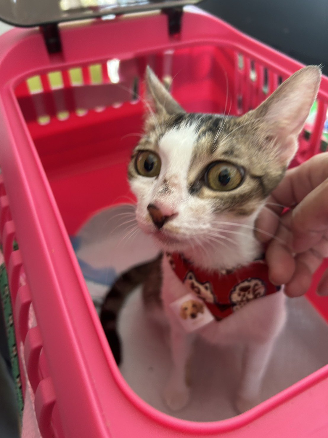 混種貓